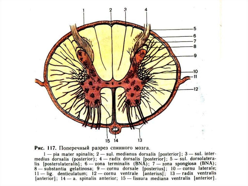 Поперечный мозг. Поперечный разрез спинного мозга рисунок. Поперечный разрез спинного мозга с ядрами. Разрез спинного мозга с обозначениями. Поперечный разрез спинного мозга с обозначением.