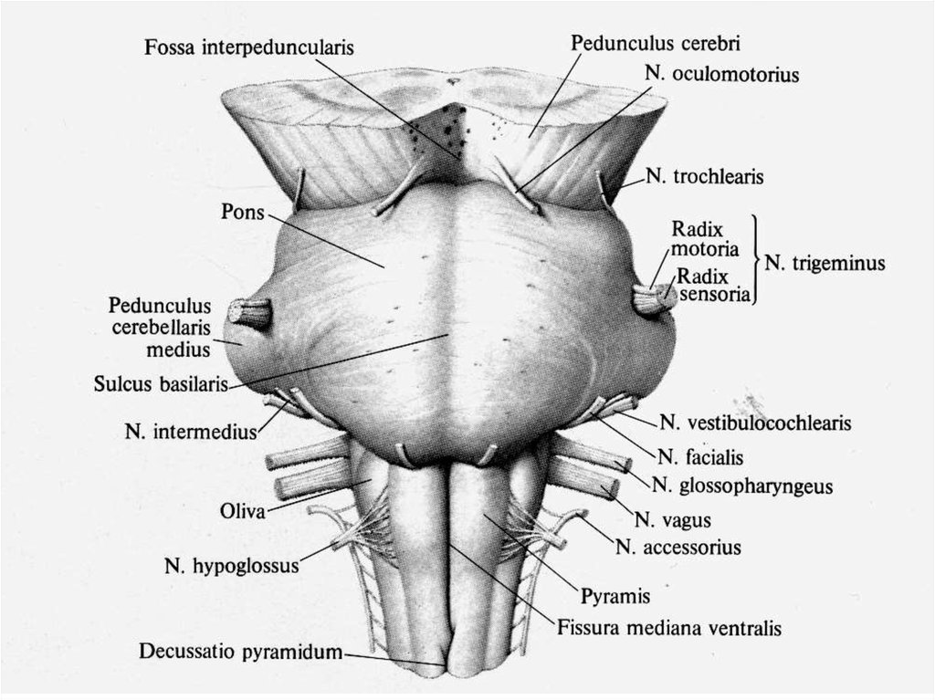 Трапециевидное тело. Строение моста в головном мозге. Внешнее строение продолговатого мозга анатомия. Продолговатый мозг строение латынь. Варолиев мост внешнее и внутреннее строение.