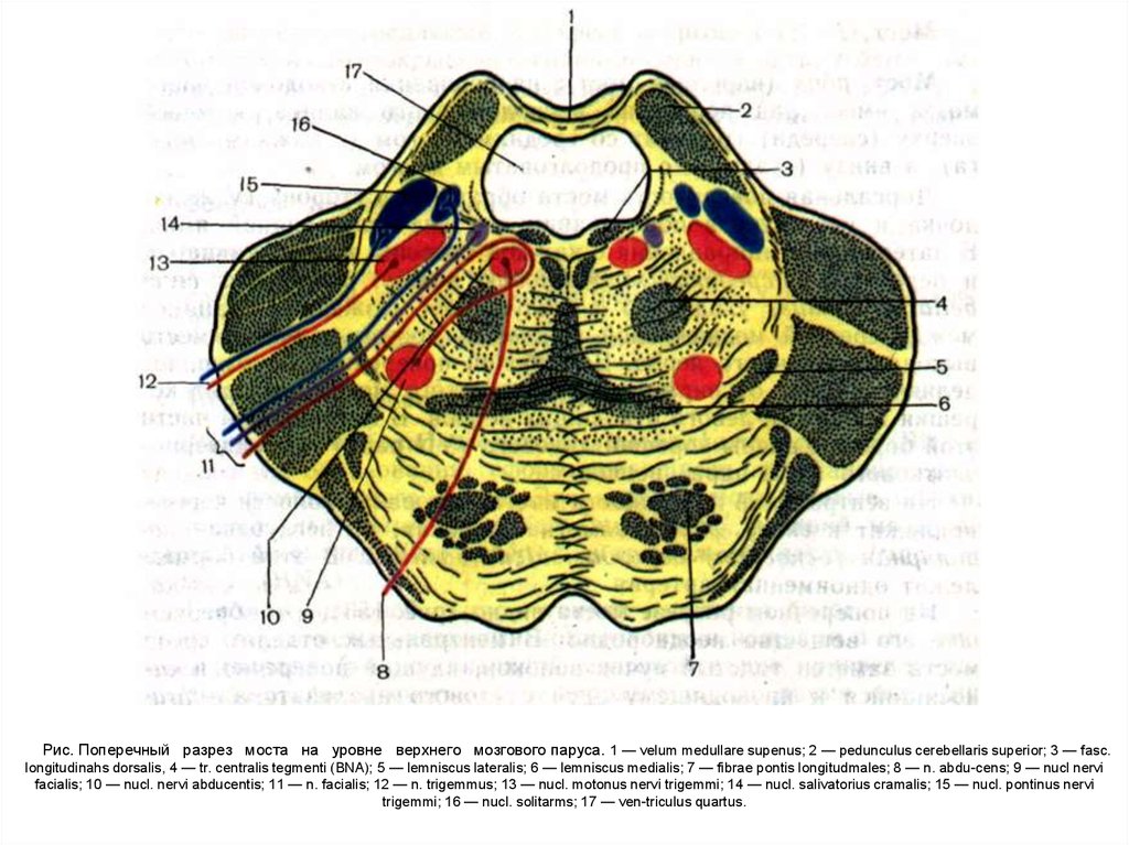 Строение моста. Поперечный срез варолиева моста ядра. Поперечный срез моста анатомия. Поперечный разрез моста на уровне верхнего мозгового паруса. Velum medullare Superius – Нижний мозговой Парус.