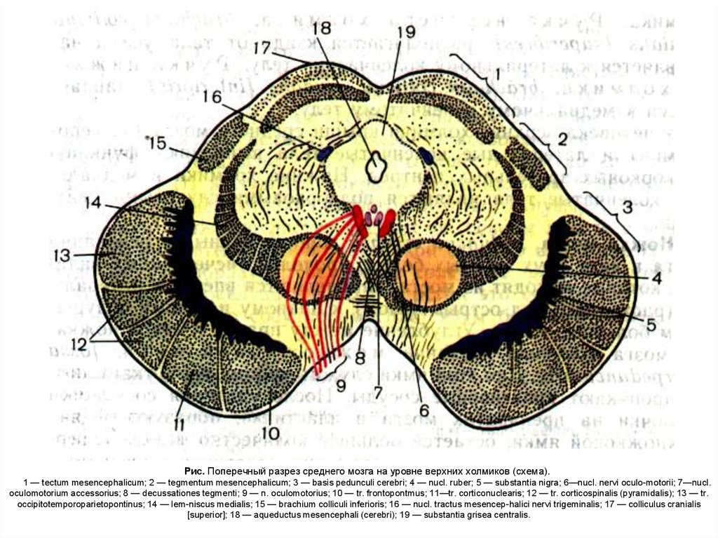 Средний мозг включает в себя. Схема строения среднего мозга. Покрышка среднего мозга анатомия. Ножки мозга поперечный разрез. Средний мозг анатомия поперечный разрез.
