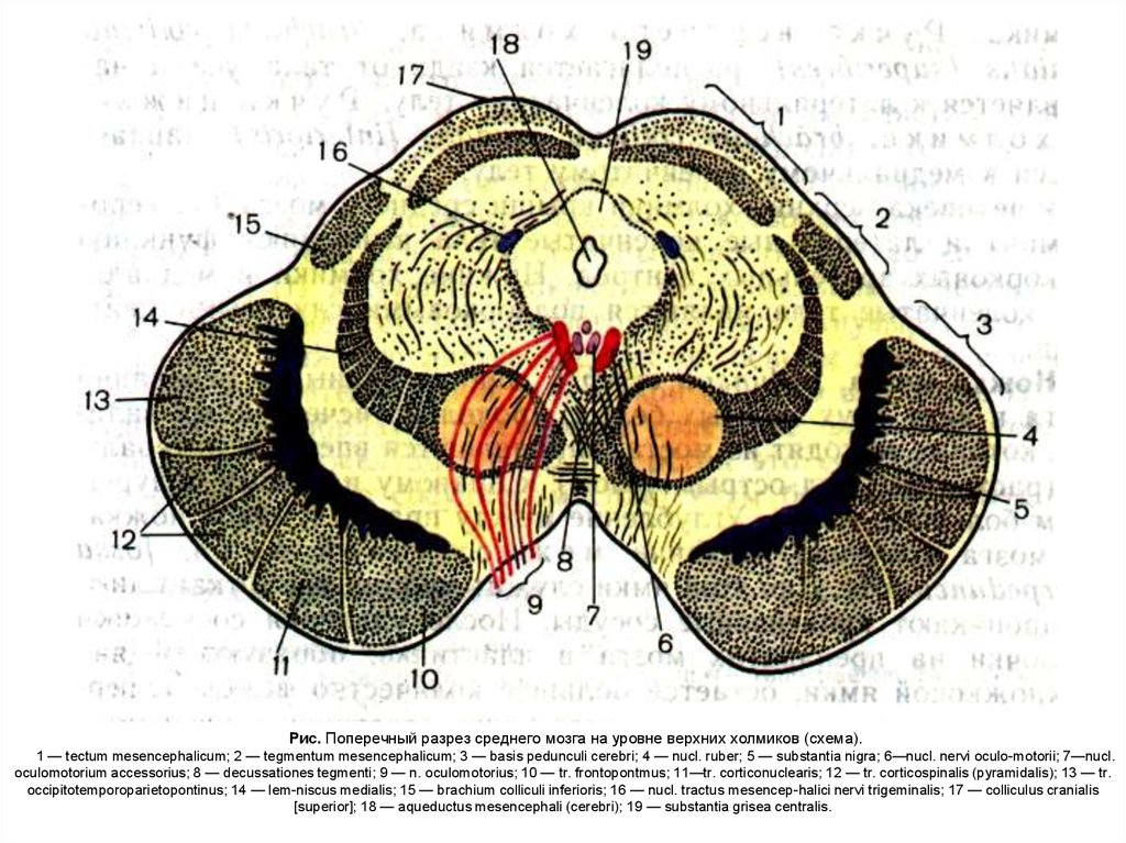 Рисунок поперечный разрез. Поперечный разрез ножки мозга. Схема поперечного разреза среднего мозга. Средний мозг анатомия ЦНС. Вертикальный разрез среднего мозга.