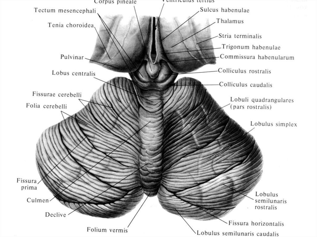 Мозжечок на рисунке