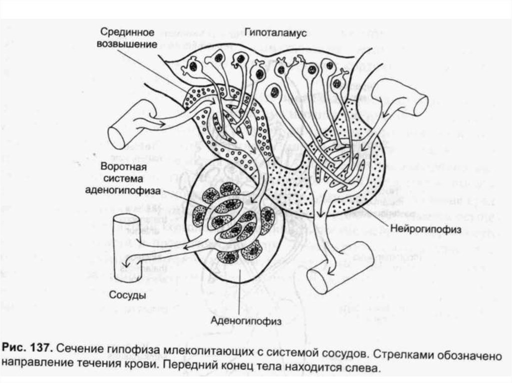 Гипофиз у животных. Гипофиз млекопитающего. Гипофиз строение. Гипофиз рисунок. Гипофиз строение анатомия.