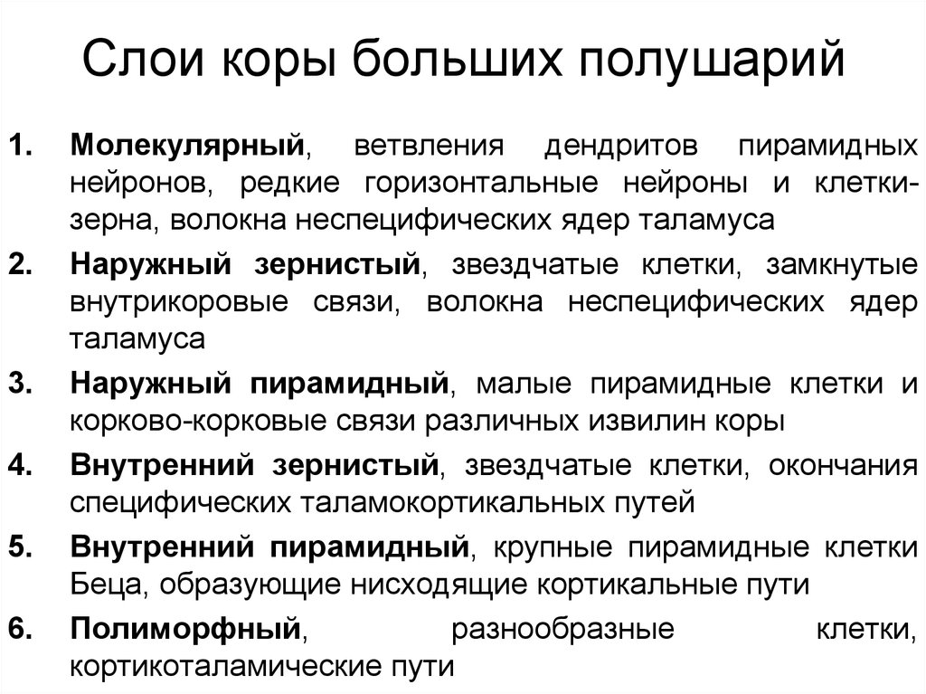 Слои коры больших полушарий