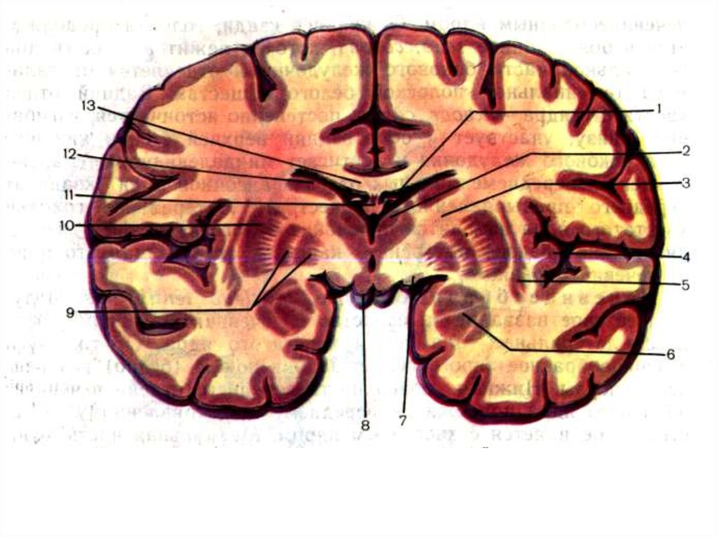 Конечный мозг презентация по анатомии