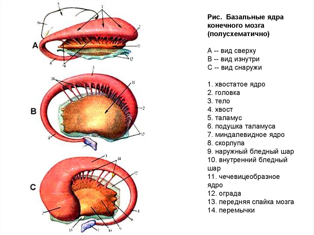 Ядра мозга образованы. Базальные ядра конечного мозга анатомия. Базальные (подкорковые) ядра конечного мозга. Схема базальных ядер головного мозга.