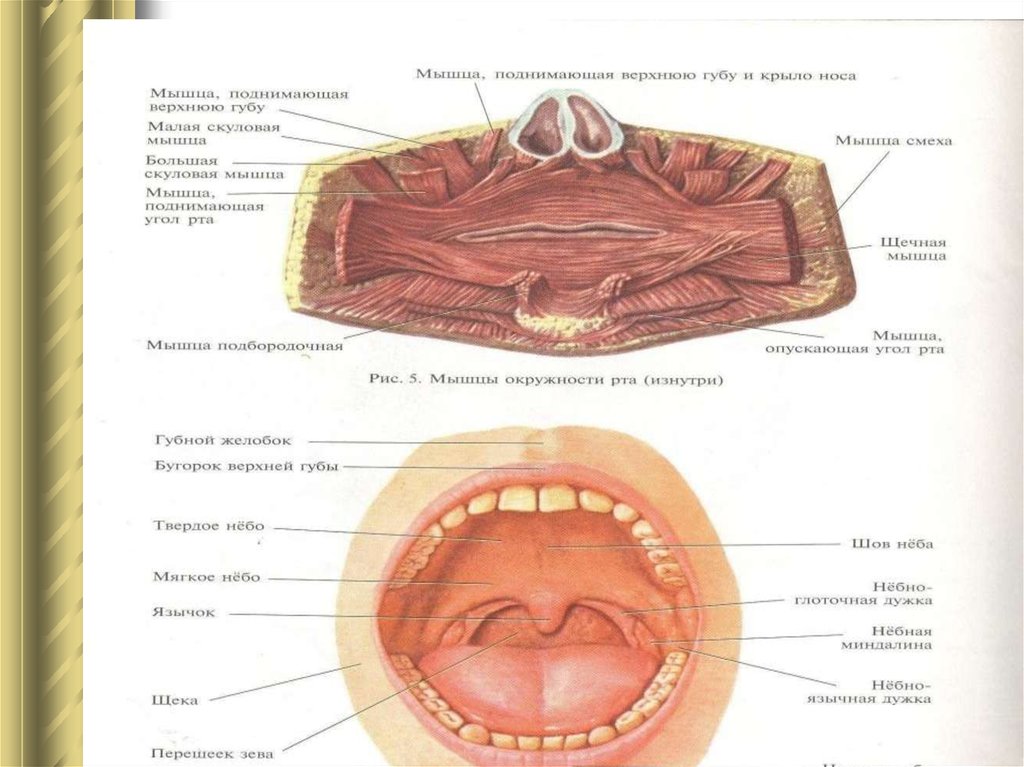 Зев это. Полость рта и перешеек зева. Перешеек зева анатомия. Строение верхней губы внутри.