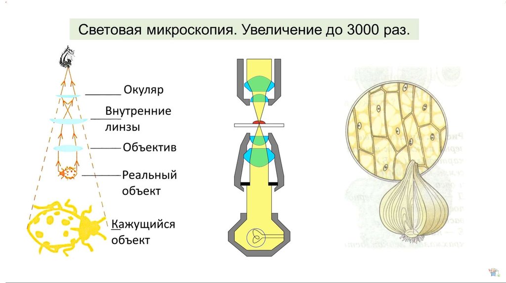 Какой уровень организации жизни отражен на данном рисунке