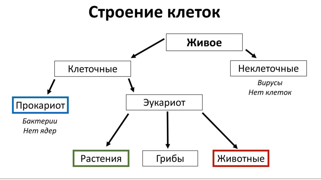 Формы жизни схема