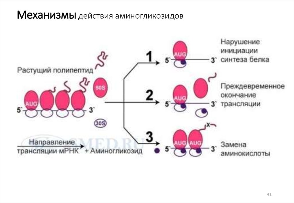 Синтез белка в бактериальной клетке. Механизм действия антибиотиков аминогликозидов. Аминогликозидные антибиотики механизм действия. Механизм действия Амикацина. Механизм действия гентамицина.