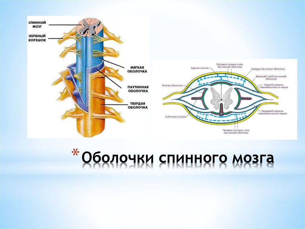 Оболочки спинного мозга схема