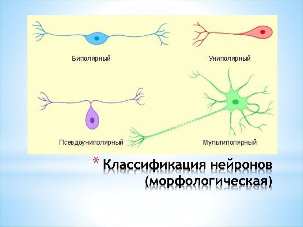 Схема классификация нейронов