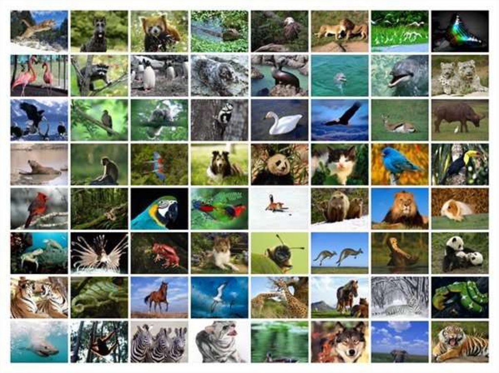 Многообразие видов. Необычные животные планеты коллаж. Самые удивительные животные коллаж. Коллаж из фотографий необычных животных. Коллаж строения животных.