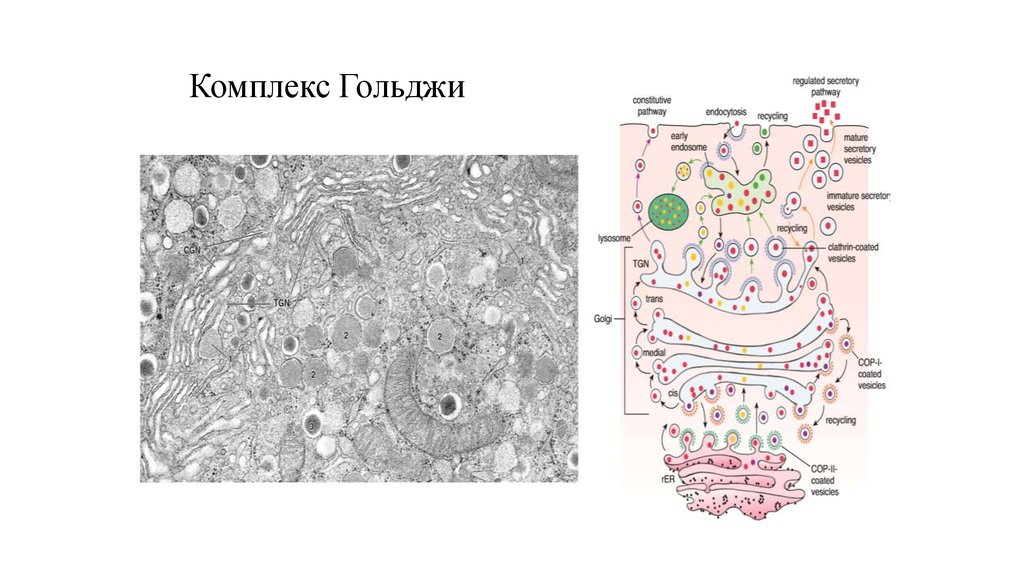 2 комплекс гольджи. Структурная единица комплекса Гольджи. Структурно-функциональная единица комплекса Гольджи. Комплекс Гольджи схема. Комплекс Гольджи схема ОГЭ.