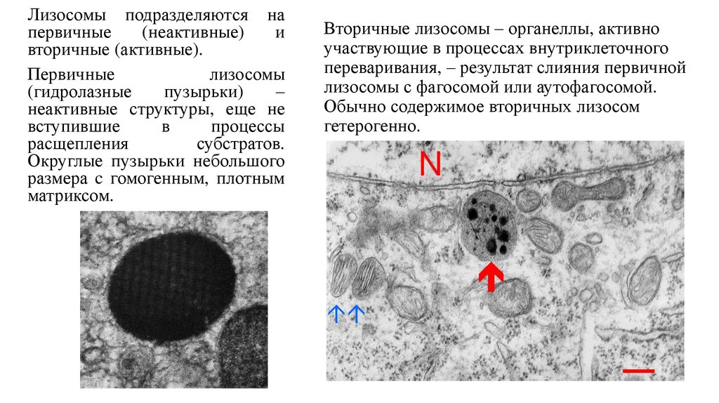 Лизосомы отсутствуют в клетках. Первичные и вторичные лизосомы микрофотографии. Первичные и вторичные лизосомы. Лизосомы: аутолизосомы, фаголизосомы. Гидролазные пузырьки.