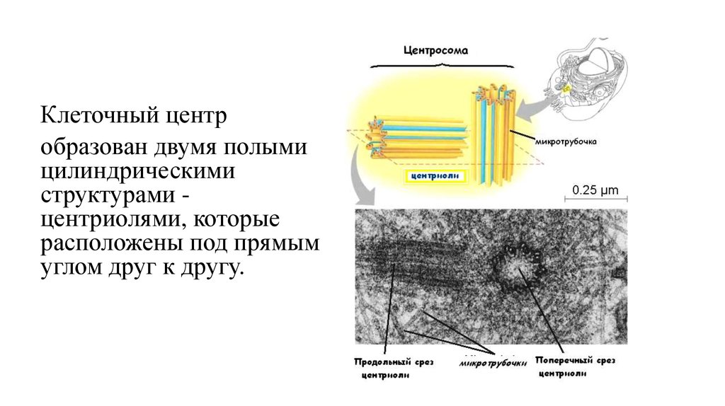 Клеточная организация