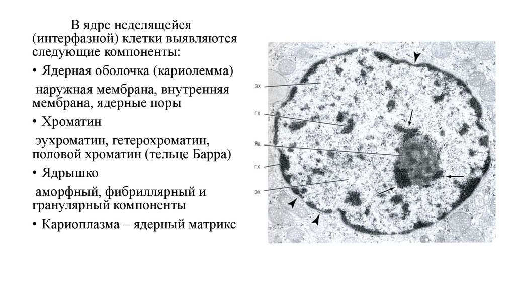 1 ядро клетки. Структурно-функциональная организация интерфазного ядра клетки.. Компоненты неделящейся клетки. Функции интерфазного ядра. Структура интерфазного ядра нервные клетки спинномозгового узла.