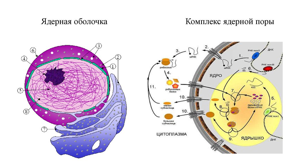 Ядерная оболочка фото