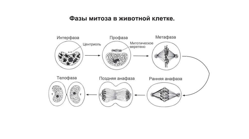 Принципы организации клеток. Митоз. Структурно-функциональная организация клетки. Фазы митоза вектор.