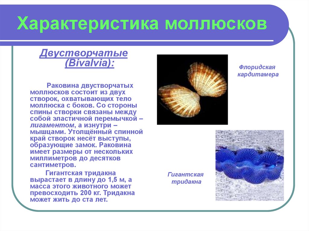 Для всех моллюсков характерно. Характеристика класса двустворчатые моллюски. Характеристика раковины двустворчатых моллюсков. Класс двустворчатые характеристика. Особенности раковинных моллюсков.