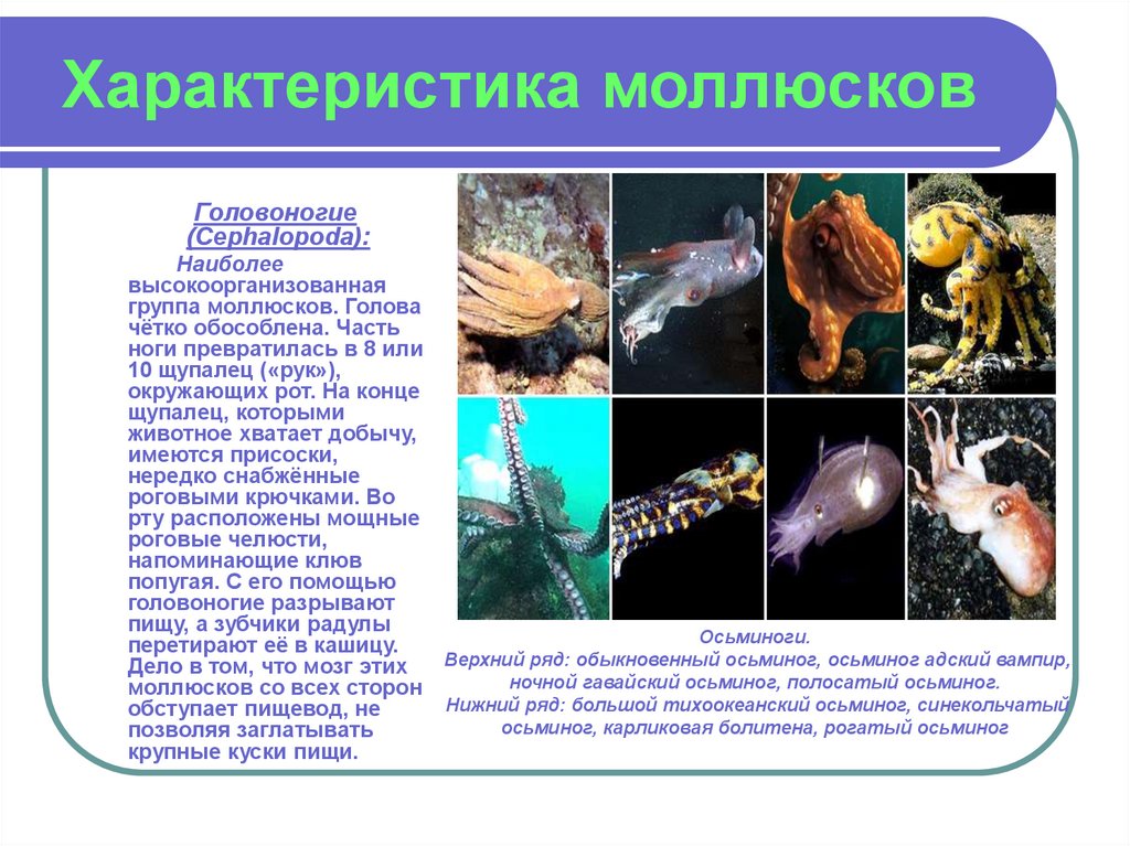 Таблица головоногих моллюсков. Головоногие моллюски характеристика. Головоногие моллюски общая характеристика 7 класс. Головоногие моллюски 7 класс биология кратко. Характеристика голованогих моллюско.