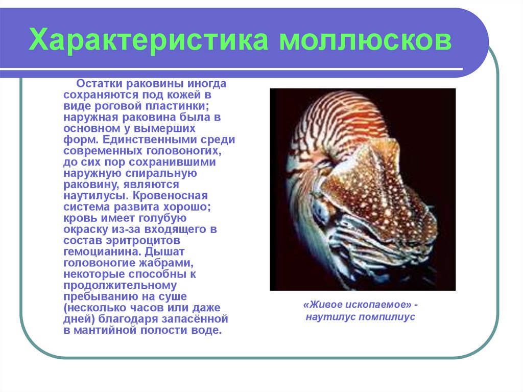 Для всех моллюсков характерно. Общая характеристика моллюсков 7 класс биология. Характеристика молюск. Общая характеристика мообсков. Моллюски краткая характеристика.