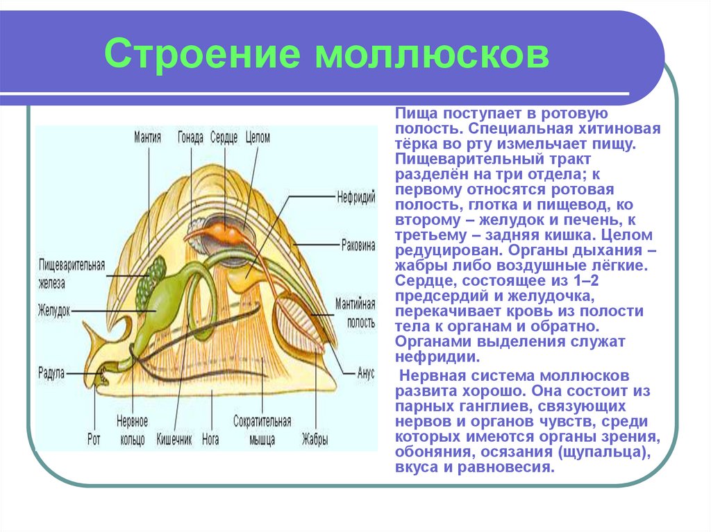 Туловище моллюсков. Строение ротовой полости моллюсков. Полость тела брюхоногих моллюсков. Анатомия брюхоногого моллюска. Брюхоногий моллюск строение мантии.