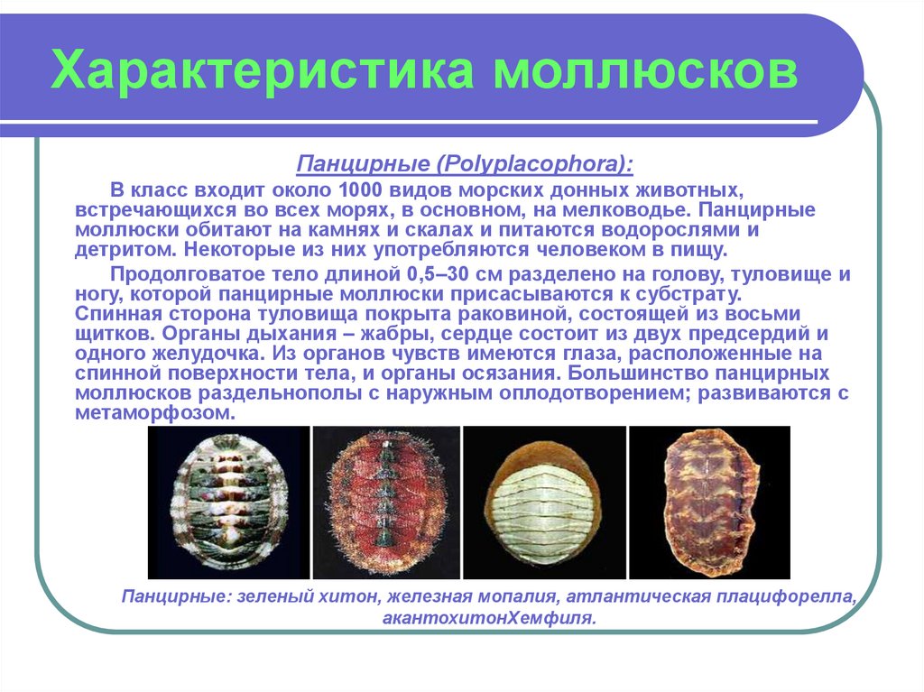 Общая характеристика классы моллюсков. Панцирные моллюски характеристика. Характеристика молюсок. Характеристика класса моллюски. Панцирные моллюски строение.