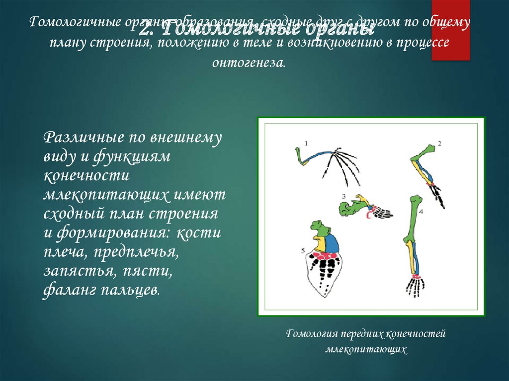 Органы гомологичные усики гороха