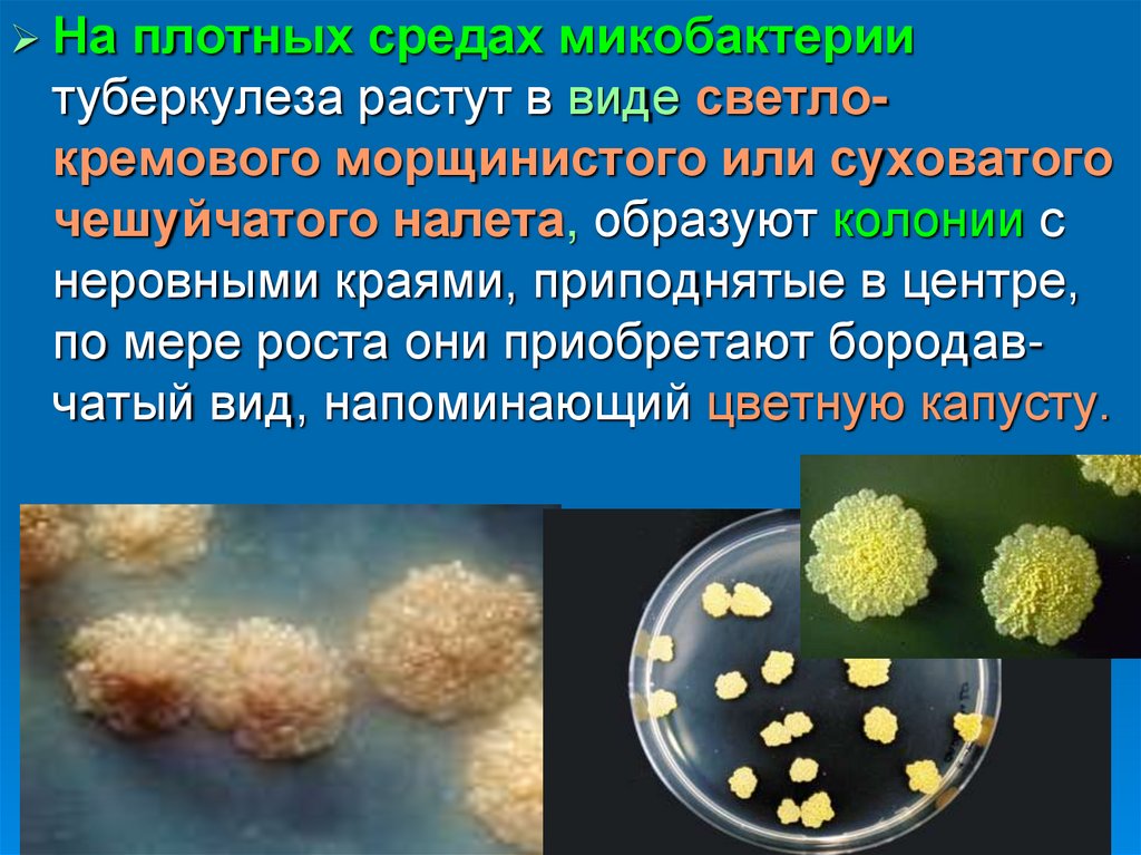 Образуют колонии. Микобактерии туберкулеза растут на средах. Колонии микобактерий туберкулеза. Микобактерии туберкулеза растут. Среда для микобактерий туберкулеза.