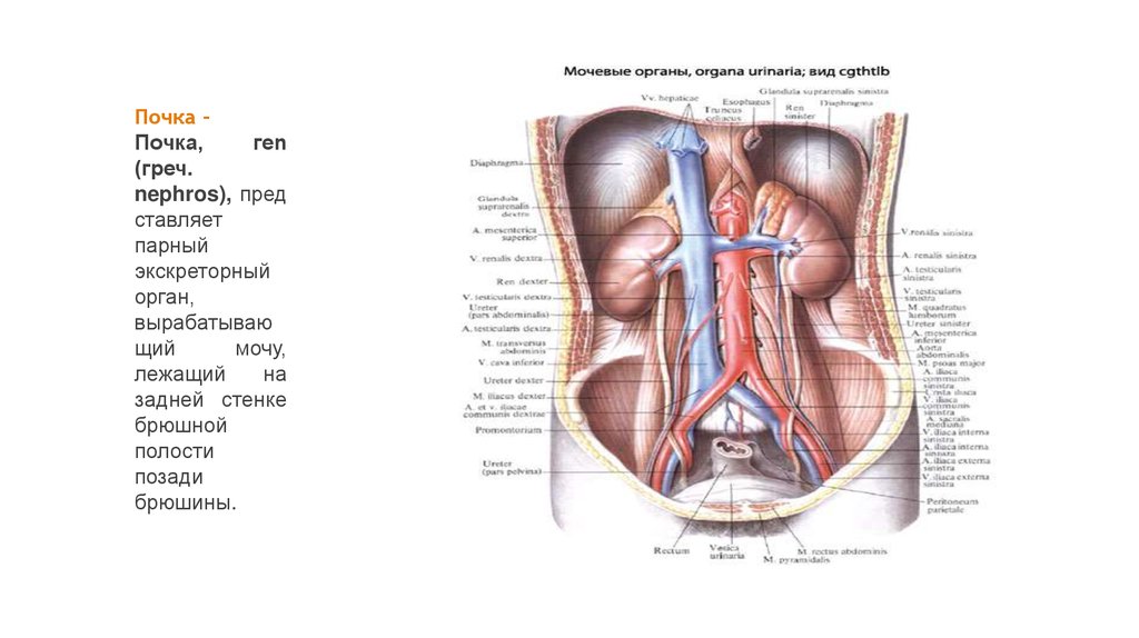 Почки в брюшной полости. Мочевые органы брюшной полости вид спереди. Неттер задняя стенка брюшной полости.