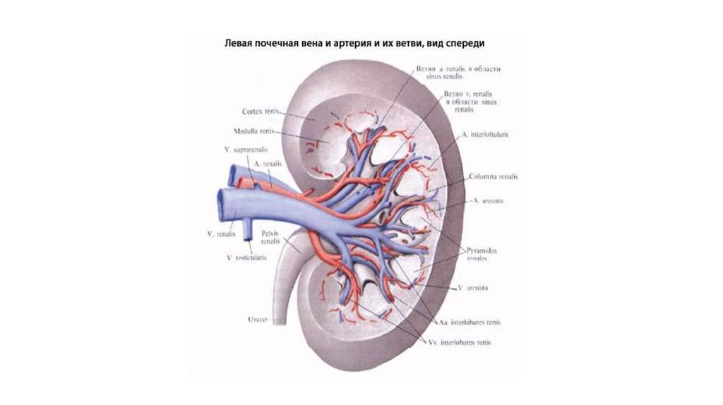 Левая почка. Кровоснабжение почки Вена. Почечная Вена и почечная артерия. Почечные артерии анатомия. Сегментарная почечная Вена.