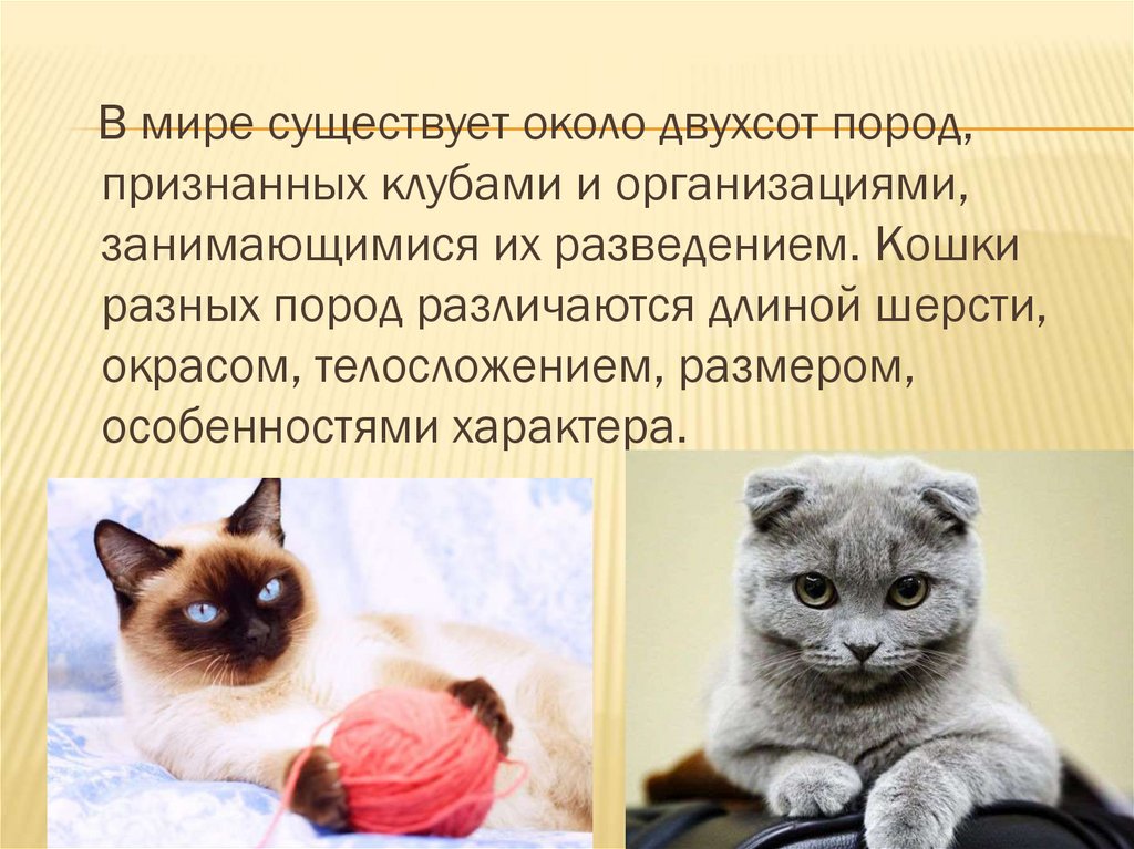 Презентация про котят