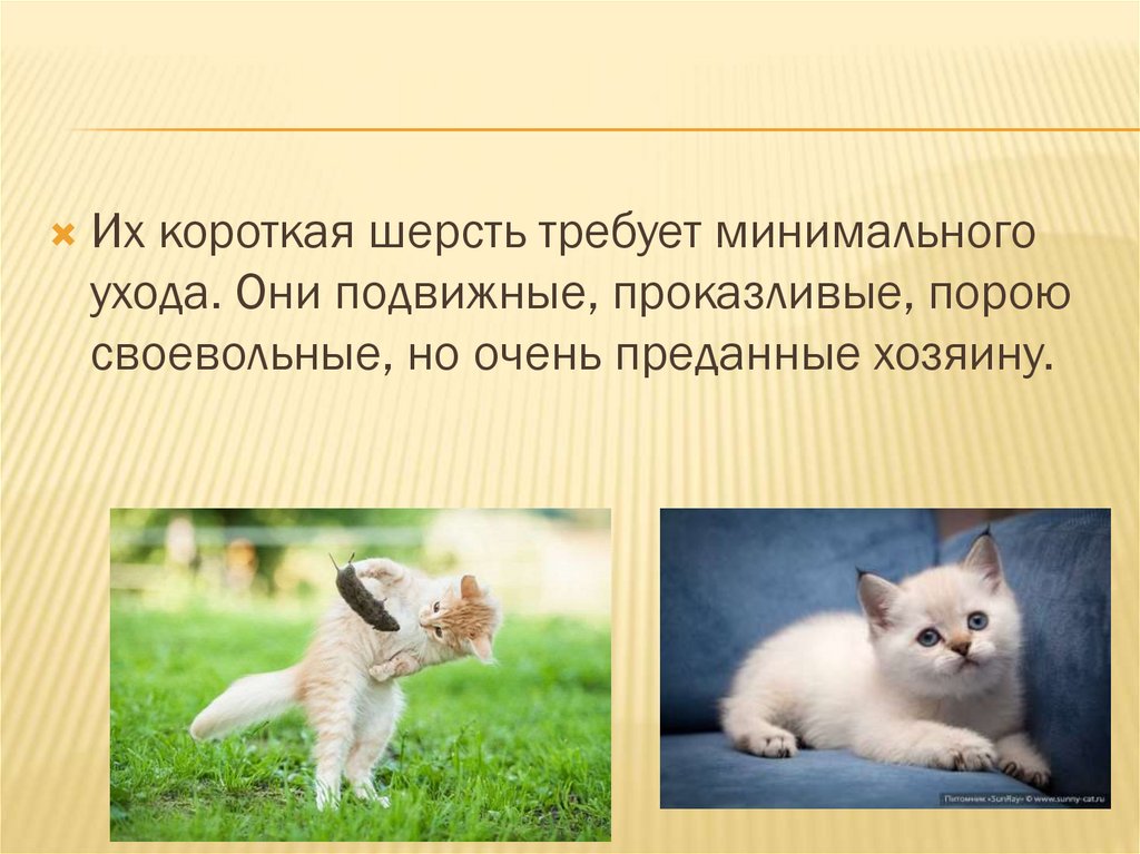 Презентация про котят