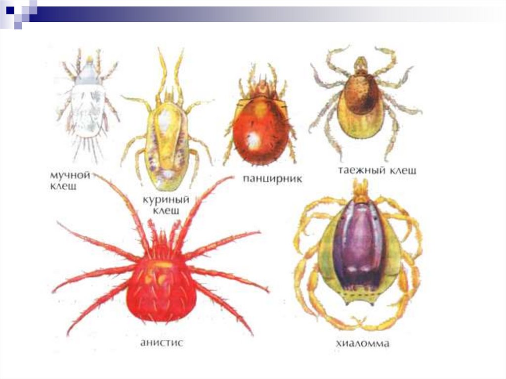 Клещи способы борьбы. Куриный клещ (Dermanyssus gallinae). Красный куриный клещ методы борьбы. Птичьи клещи как выглядят. Как выглядят клещи у кур.