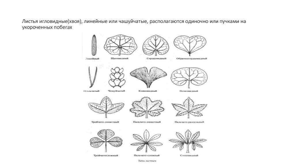 Игловидная форма листа. Игловидный лист. Игловидный Тип листа. Игловидная форма листа у хвойных. Простой игловидный лист.