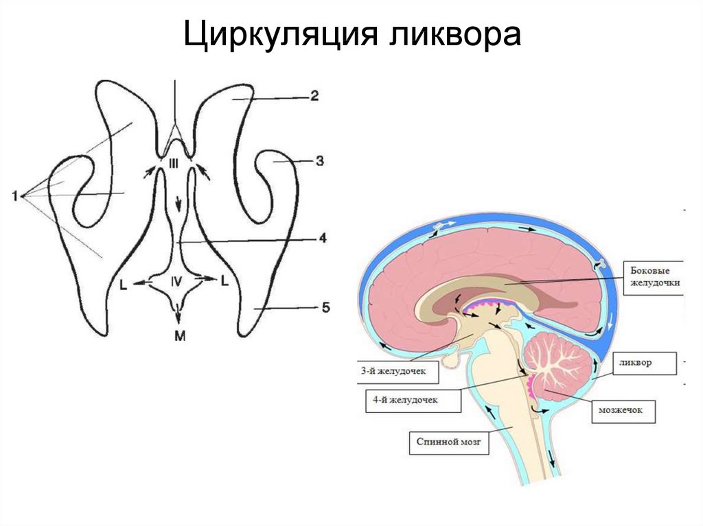 Образования желудочков мозга. Пути оттока ликвора схема. Схема циркуляции ликвора. Система циркуляции спинномозговой жидкости. Циркуляция спинномозговой жидкости в головном мозге.