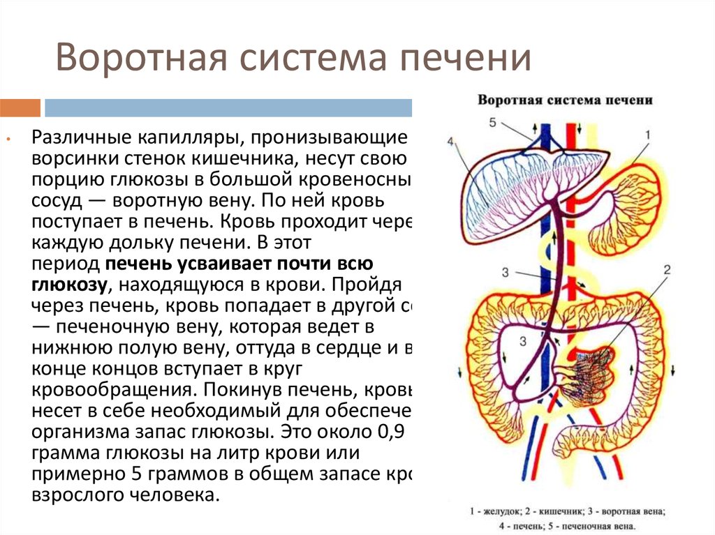 Печень движение крови. Воротная Вена печени система. Система воротной вены схема движения крови. Кровоснабжение печени анатомия воротная Вена. Воротная система печени рис 100.