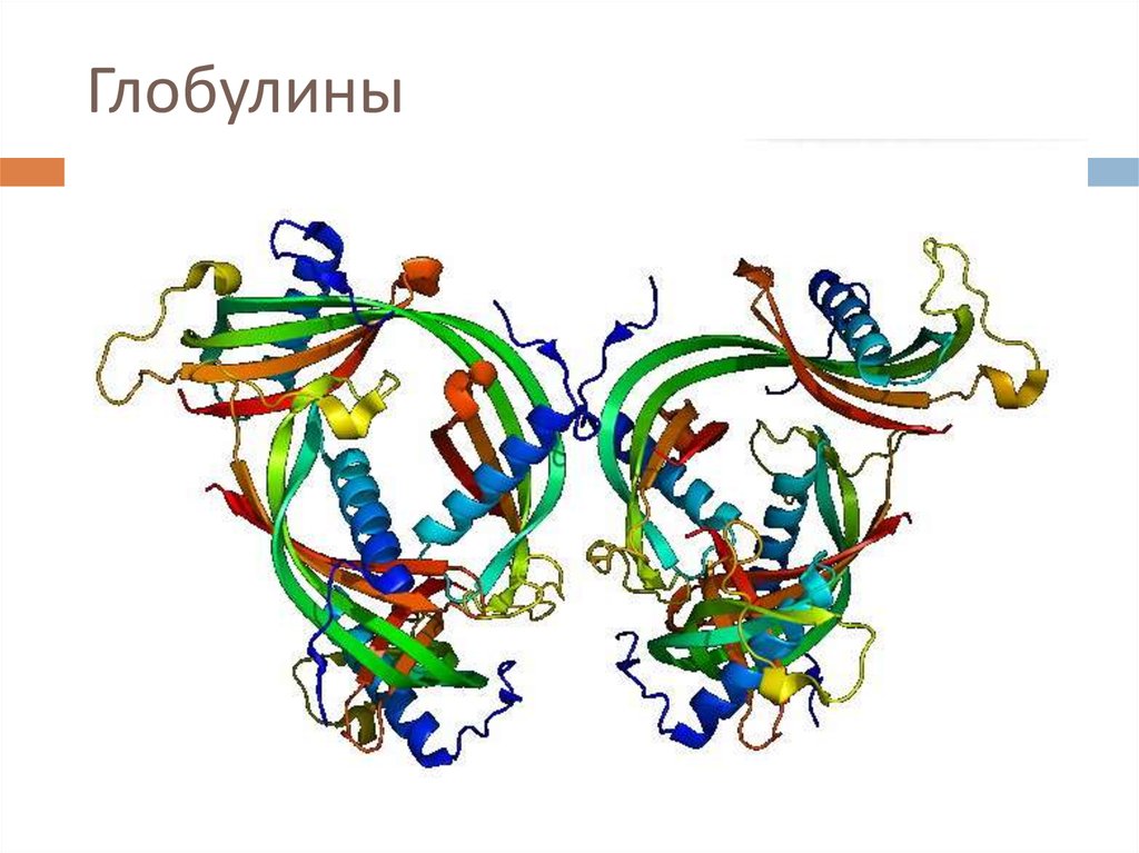 Альбумин иммуноглобулин. Структура белка альбумин глобулин. Белки крови гамма глобулин. Глобулины структура биохимия. Гамма глобулин под микроскопом.
