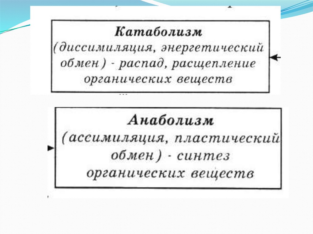 Пластический обмен это синтез органических веществ. Расщепление органических веществ ассимиляция.