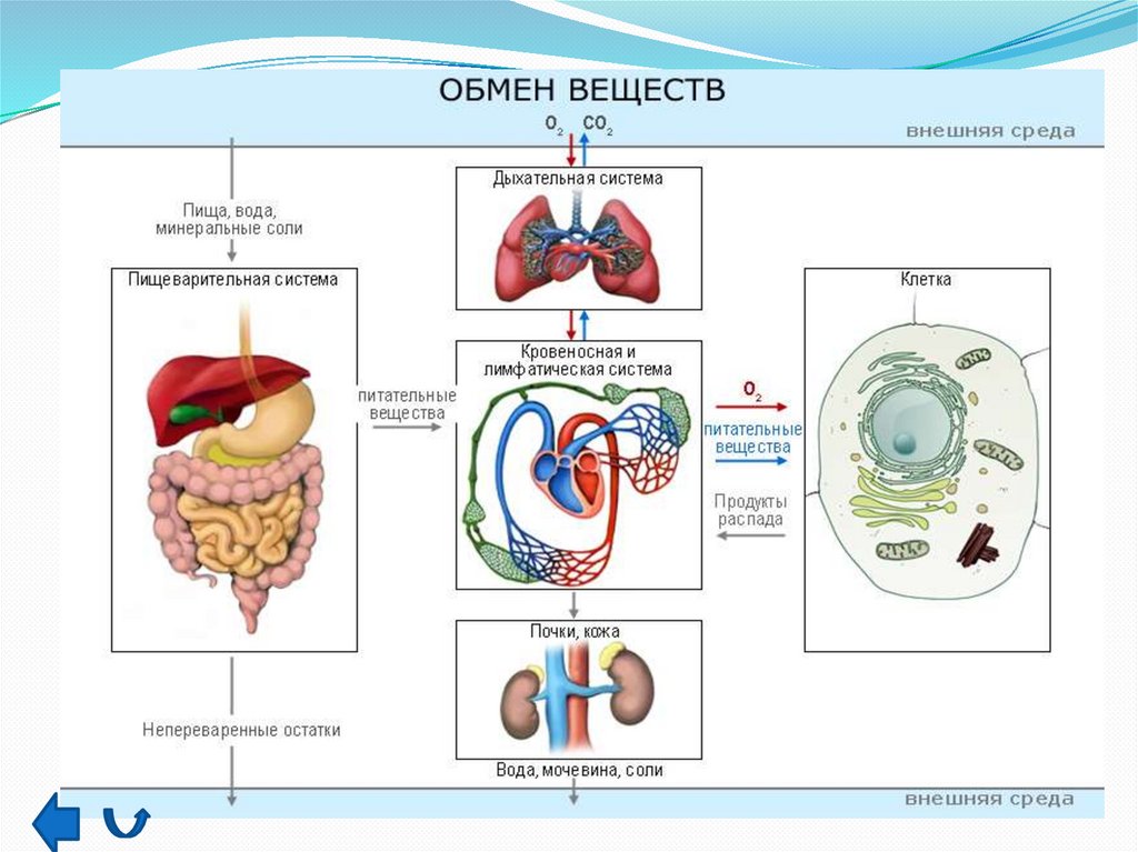 Обмен веществ 8 класс биология презентация