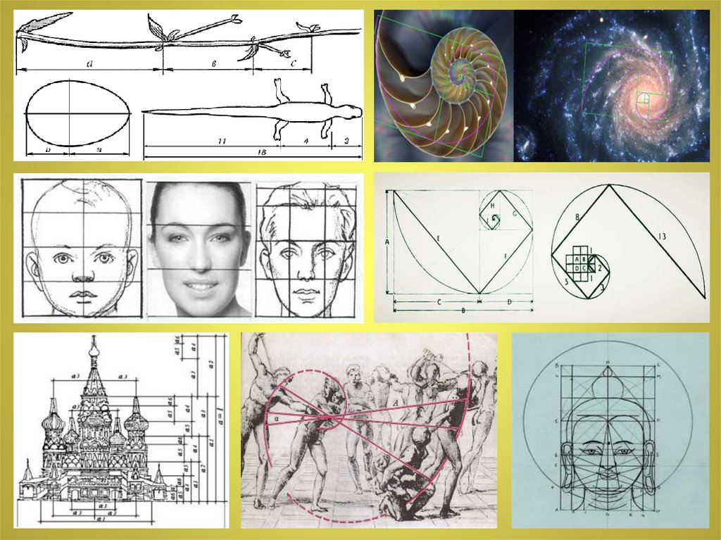 Золотое сечение в природе и архитектуре проект