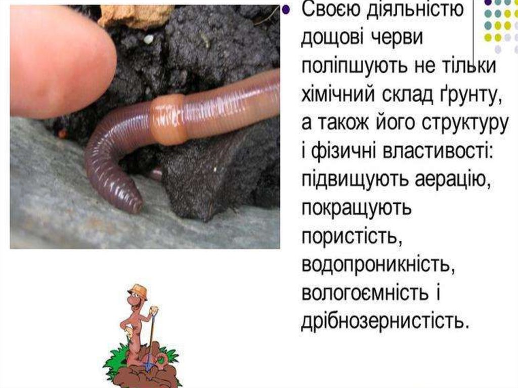 Професія дощового черв'яка - презентация онлайн