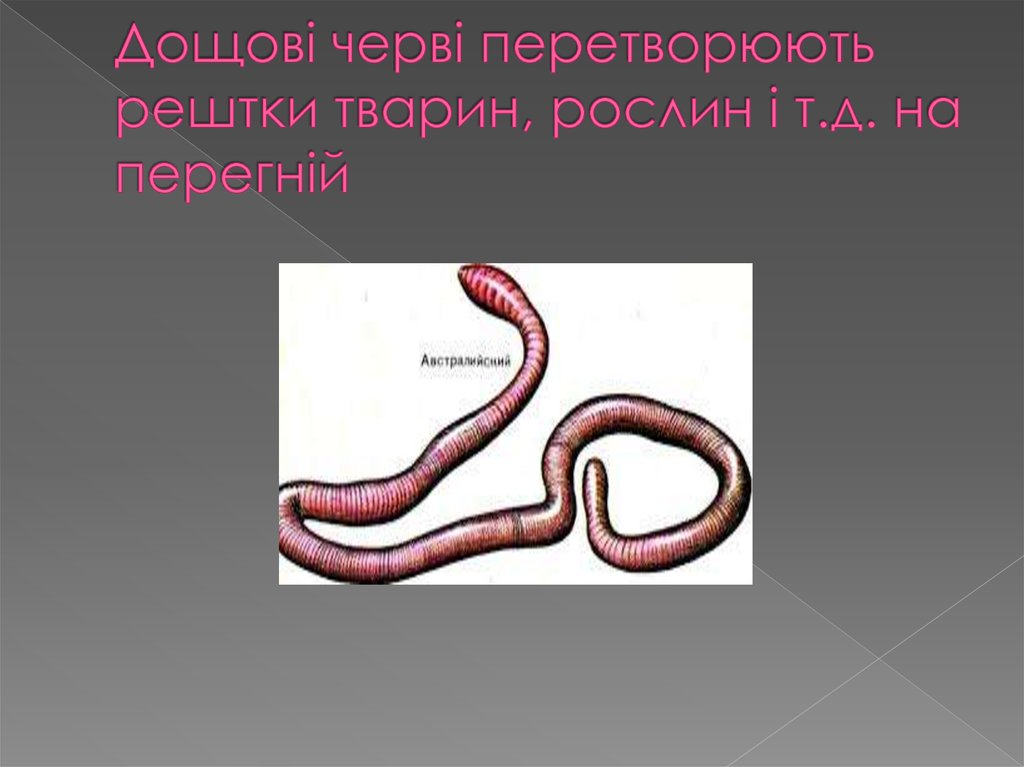 Дощовi червi перетворюють рештки тварин, рослин і т.д. на перегнiй