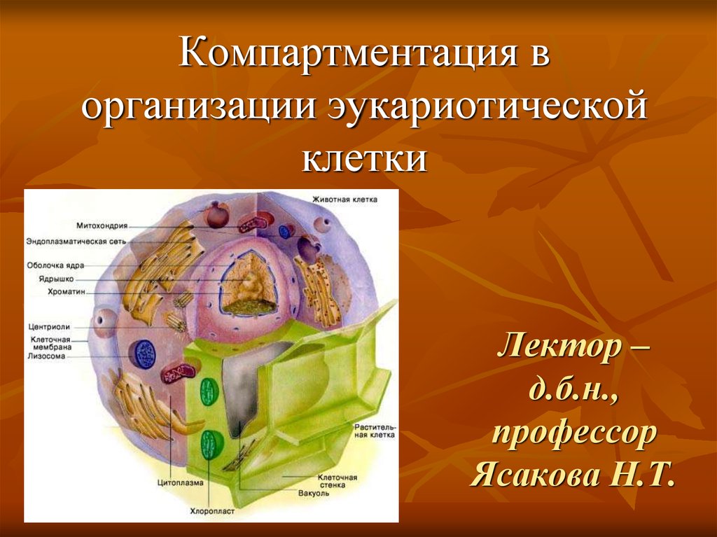 Компартментализация клетки презентация