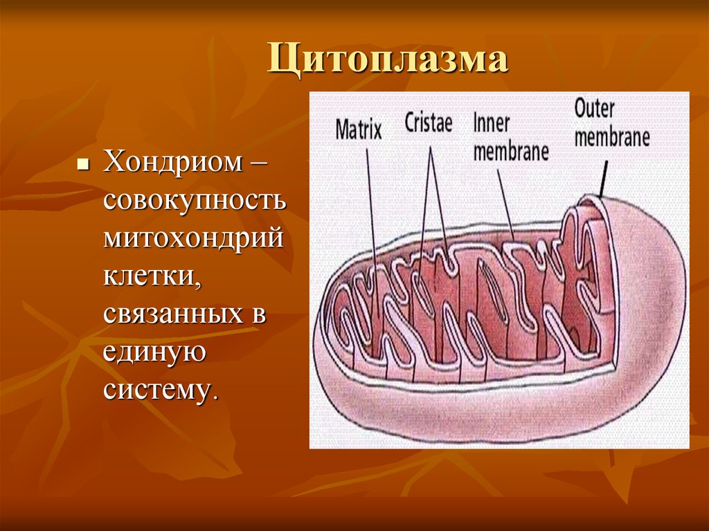 Цитоплазма в митохондриях. Цитоплазма митохондрии. Митохондрия цитоплазма функции. Хондриом. Митохондрии мышечной клетки.