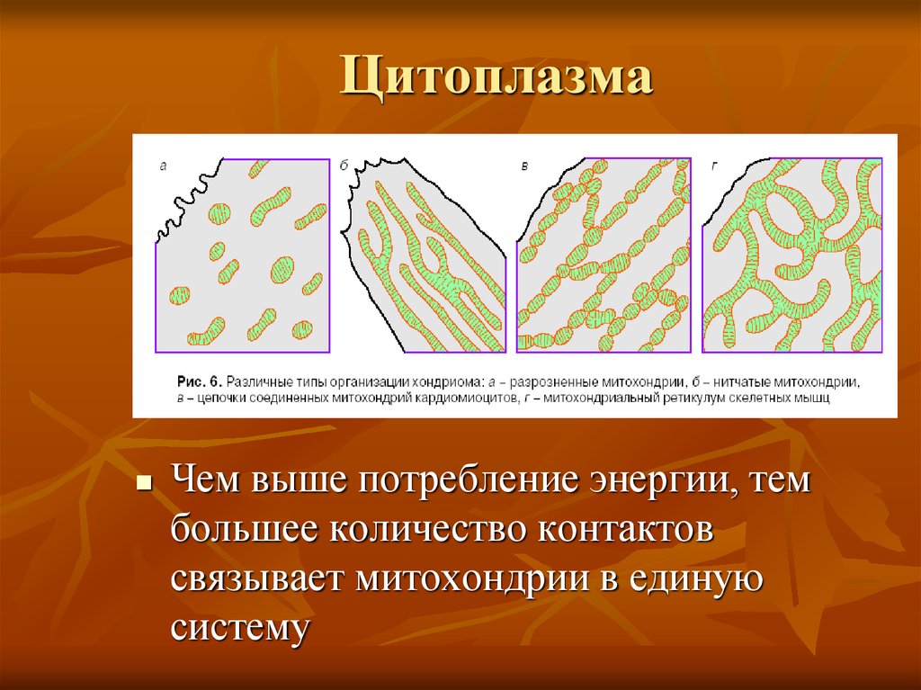 Цитоплазма