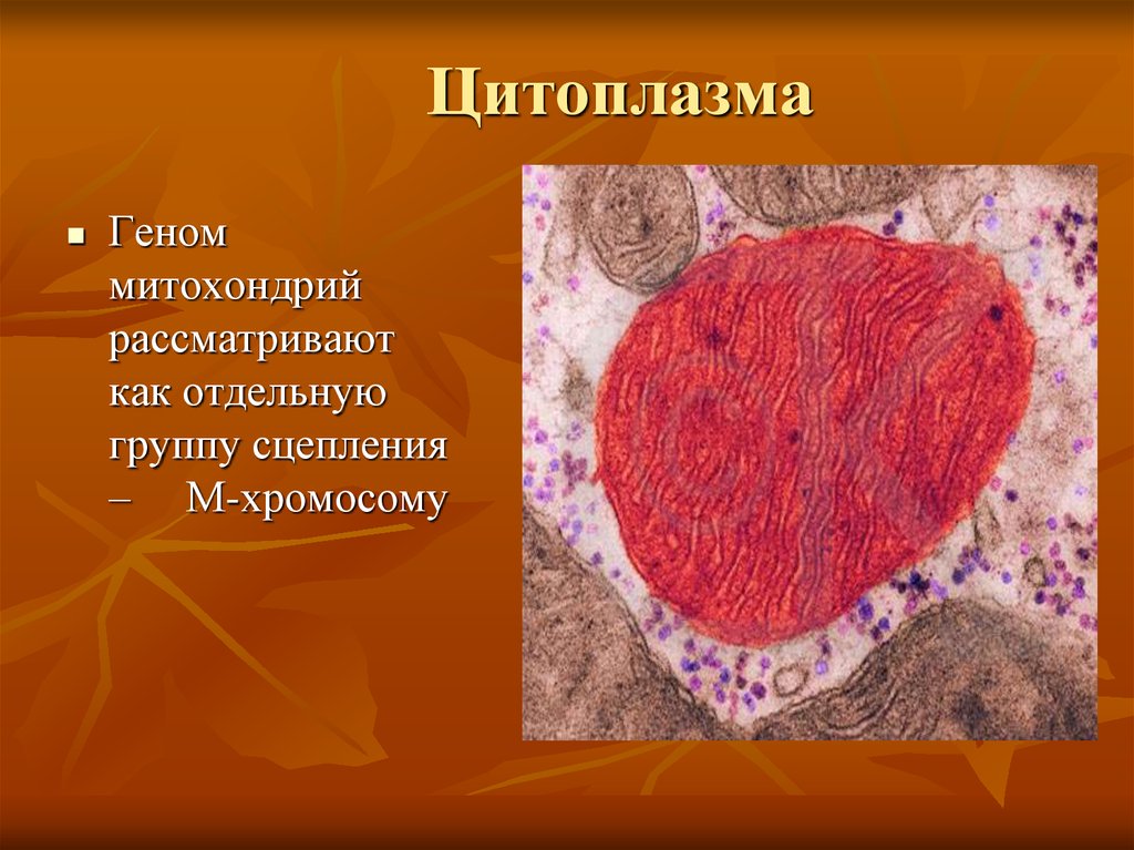 Цитоплазма