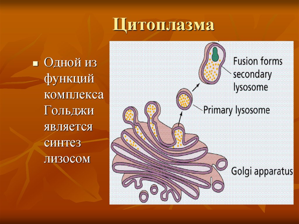 Функции комплекса гольджи. Комплекс Гольджи функции. Комплекс Гольджи. Комплекс Гольджи рисунок. Рецепторы Гольджи функции.