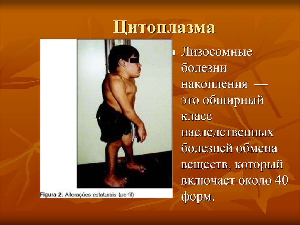 Цитоплазма